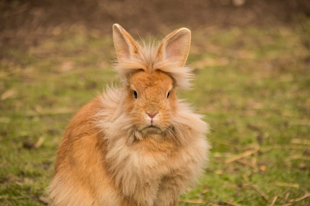 hare, rabbit, lion head