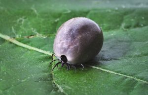 tick, lyme disease, mites