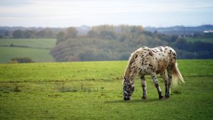 horse, meadow, field