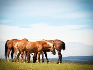 horses, flock, pasture