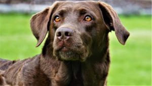 labrador, dog, pet
