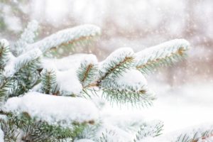 snow in pine tree, pine branch, winter
