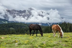 mountain, horses, nature