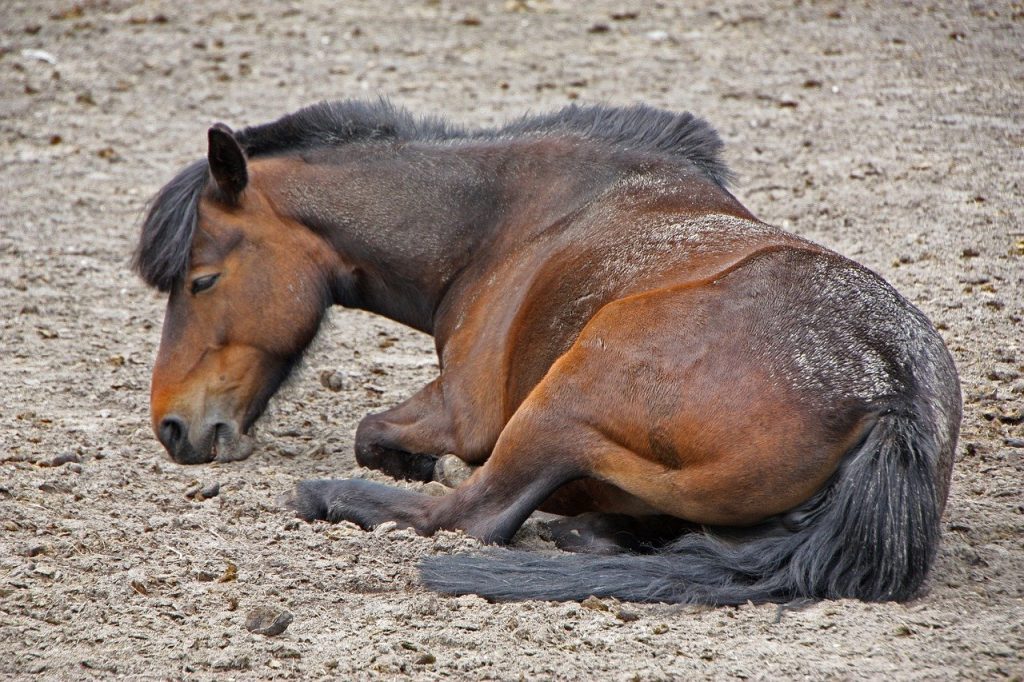 north sea, horse, beach