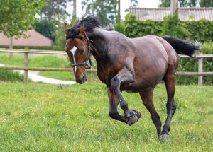 horse, grass, run