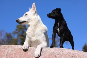 dogs, shepherd dog, pet
